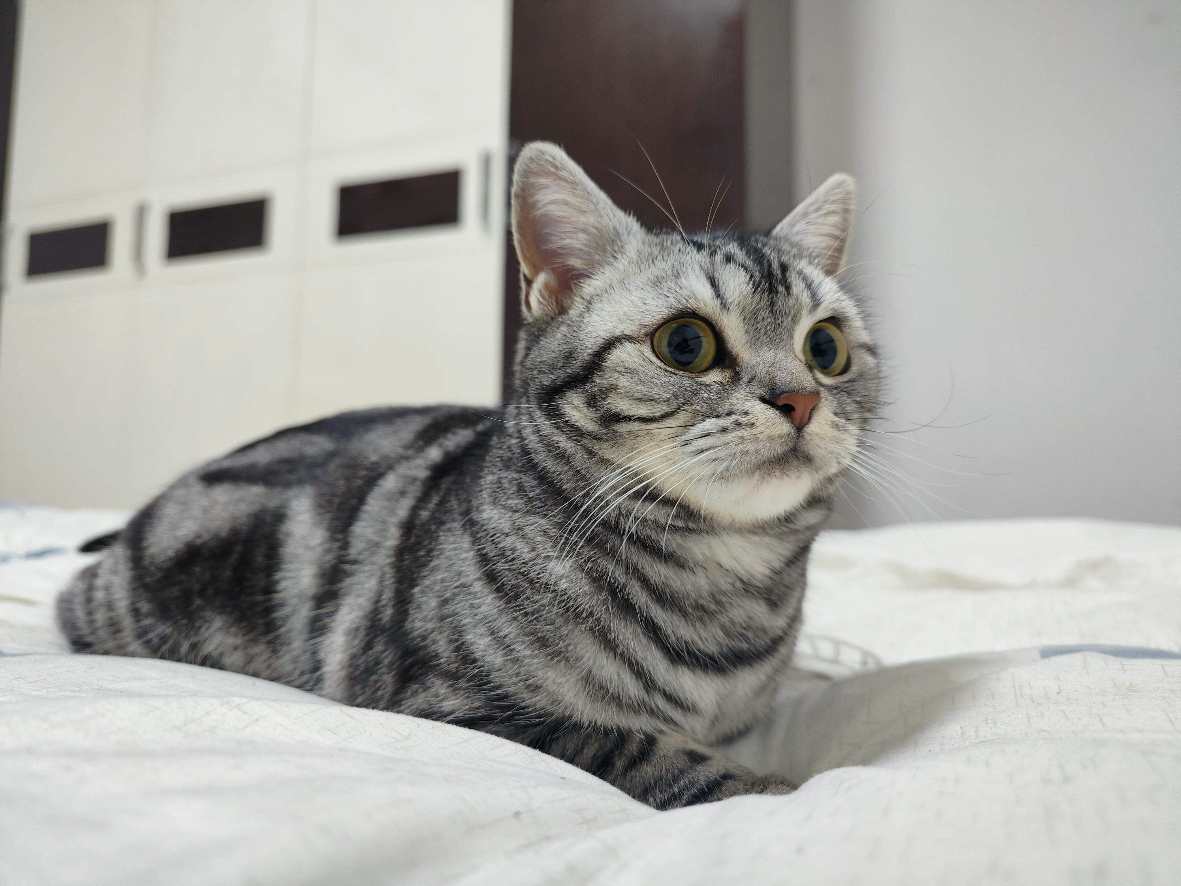 Wi-Fi Calling 白皮书解读：5G时代下跨网络语音服务的未来